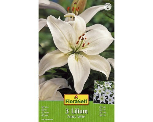FloraSelf Blumenzwiebel Lilien Asiatisch Weiss 3 Stk