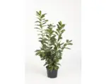 Hornbach Kirschlorbeer Prunus laurocerasus 'Novita' 80/100 cm Co 7,5 L ab 15 Stück