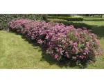 Hornbach Spierstrauch Spiraea Anthony Waterer H ca. 20 cm ab 20 Stück
