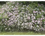 Hornbach Spierstrauch Spiraea Little Princess H ca. 20 cm ab 20 Stück