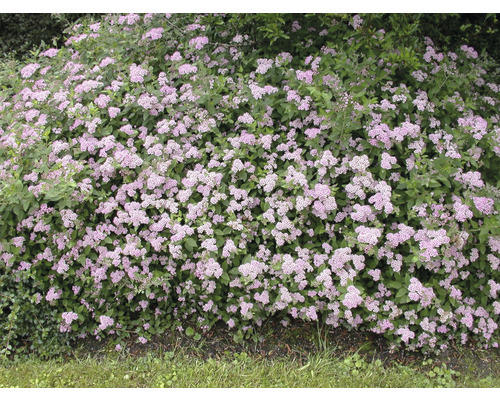 Spierstrauch Spiraea Little Princess H ca. 20 cm ab 20 Stück