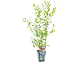 Bio-Heidelbeere Floraself Floralie 'Goldtraube' 30/50 cm