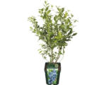 Hornbach Bio-Heidelbeere Floraself Floralie 'Patriot' 30/50 cm