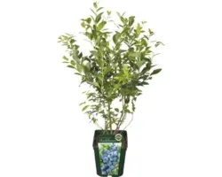 Bio-Heidelbeere Floraself Floralie 'Patriot' 30/50 cm