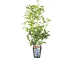 Hornbach Bio-Heidelbeere Floraself Floralie 'Elisabeth' 30/50 cm