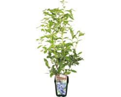 Bio-Heidelbeere Floraself Floralie 'Elisabeth' 30/50 cm