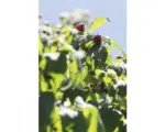 Hornbach Bio-Himbeere Floraself Floralie rot 'Aroma Queen' 30/50 cm