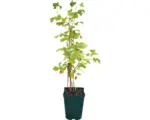 Hornbach Bio-Sommerhimbeere Floraself Floralie 'Valentina' 30/50 cm