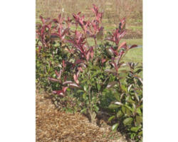 Heckenpflanze FloraSelf Glanzmispel/Photinia 'Red Robin' 40/60 cm 3 L-Topf