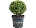 Hornbach Buchsbaum-Alternative FloraSelf Ilex crenata 'Robustico' Kugel 30 cm