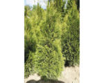 Hornbach Heckenpflanze Lebensbaum/Thuje 'Smaragd' 80/100 cm mit Wurzelballen