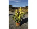 Hornbach Bodendecker Spindelstrauch Euonymus japonicus 'Aureus' 30/40 cm