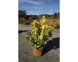 Bodendecker Spindelstrauch Euonymus japonicus 'Aureus' 30/40 cm