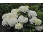 Hornbach Zierstrauch Bauernhortensie 'Soeur Therese' 25/50 cm, im Topf