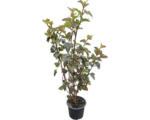 Hornbach Laubstrauch Physocarpus/Rotblättrige Blasenspiere 'Diabolo' 40/60 cm