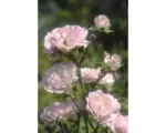 Hornbach Bodendeckerrose The Fairy rosa H ca. 15 cm ab 20 Stück