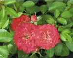 Hornbach Bodendeckerrose The Fairy rot H ca. 15 cm ab 20 Stück