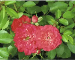 Bodendeckerrose The Fairy rot H ca. 15 cm ab 20 Stück