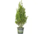 Hornbach Buchsbaum-Alternative FloraSelf Ilex crenata 'Robustico' H 80-100 cm im 10 Liter Topf ab 4 Stück auf Palette