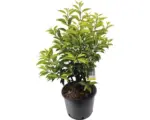 Hornbach Heckenpflanze FloraSelf Portugiesischer Kirschlorbeer Prunus lusitanica 'Angustifolia' H 80-100 cm im 5 Liter Topf ab 25 Stück auf Palette