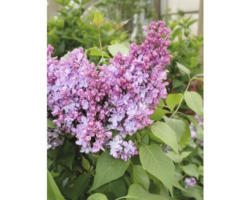 Flieder FloraSelf Syringa villosa 'Minuet' H 60-80 cm Co 10 L