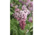 Hornbach Flieder FloraSelf Syringa villosa 'Miss Canada' H 60-80 cm Co 10 L