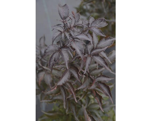 Holunder FloraSelf Sambucus nigra 'Black Tower' H 60-80 cm Co 10 L