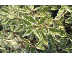 Hartriegel FloraSelf Cornus alba 'Sibirica Variegata' H 50-60 cm Co 4,5 L