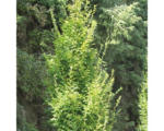 Hornbach Säulen-Hainbuche FloraSelf Carpinus betulus 'Fastigiata' H 60-80 cm Co 6 L