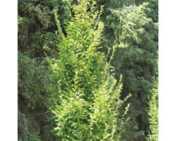 Säulen-Hainbuche FloraSelf Carpinus betulus 'Fastigiata' H 60-80 cm Co 6 L