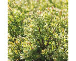 Hornbach Weide FloraSelf Salix integra 'Flamingo' H 40-60 cm Co 6 L