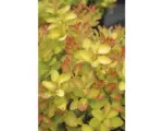 Hornbach Berberitze FloraSelf Berberis thunbergii 'Limoncello' H 30-40 cm Co 4,5 L