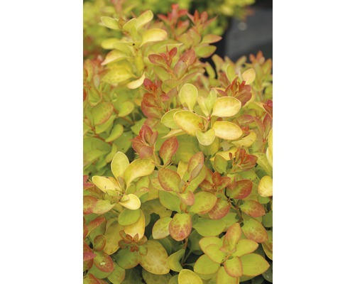 Berberitze FloraSelf Berberis thunbergii 'Limoncello' H 30-40 cm Co 4,5 L