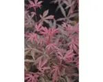 Hornbach Fächerahorn FloraSelf Acer palmatum 'Jerre Schwartz' H 80-100 cm Co 10 L