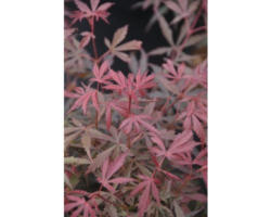 Fächerahorn FloraSelf Acer palmatum 'Jerre Schwartz' H 80-100 cm Co 10 L