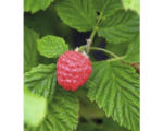 Hornbach Himbeere BrazelBerry ® 'Raspberry Shortcake' ® H 25-30 cm Co 4,5 L stachellos und ohne Ausläufer