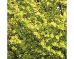 Goldulme FloraSelf Ulmus carpinifolia 'Wredei' H 60-80 cm Co 5 L