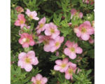 Hornbach Fünffingerstrauch FloraSelf Potentilla fruticosa 'White Lady' H 30-40 cm Co 4 L pink
