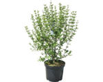 Hornbach Zwerg-Duftflieder Syringa meyeri 'Palibin' H 60-80 cm Co 10 L