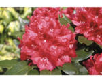 Hornbach Großblumige Alpenrose FloraSelf Rhododendron Hybride 'Cherry Kiss' ® H 30-40 cm Co 6 L