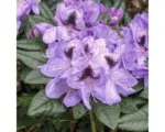 Hornbach Großblumige Alpenrose FloraSelf Rhododendron Hybride 'Metallica' H 30-40 cm Co 6 L