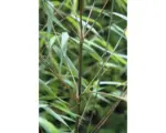Hornbach Bambus 'Asian Wonder' FloraSelf Fargesia 'Asian Wonder' H 60-80 cm Co 6 L