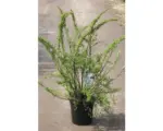 Hornbach Japanische Strauchspiere FloraSelf Spiraea nipponica 'Snowmound' H 80-100 cm Co 10 L