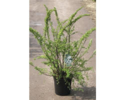 Japanische Strauchspiere FloraSelf Spiraea nipponica 'Snowmound' H 80-100 cm Co 10 L