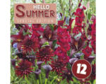 Hornbach Blumenzwiebel-Mix Austrosaat 'Hello Summer! Burgundy' mit Dahlie, Gladiole, Lilie & Calla 30 Stk.