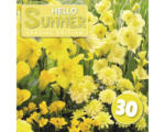Hornbach Blumenzwiebel-Mix Austrosaat 'Hello Summer! Yellow' mit Dahlie, Lilie, Gladiole & Freesie 30 Stk.