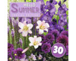 Hornbach Blumenzwiebel-Mix Austrosaat 'Hello Summer! Purple' mit Gladiole, Dahlie & Lilie 30 Stk.