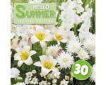 Hornbach Blumenzwiebel-Mix Austrosaat 'Hello Summer! White' mit Gladiole, Lilie Dahlie & Freesie 30 Stk.