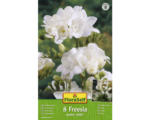 Hornbach Blumenzwiebel FloraSelf gefüllte Freesien 8 Stk weiß