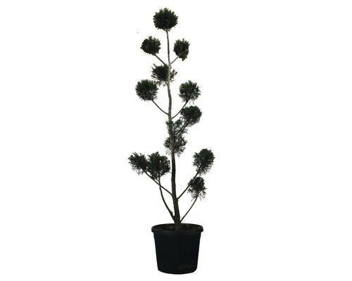 Englische Zypresse PonPon FloraSelf Cupressocyparis leylandii H 140-150 cm Co 30 L